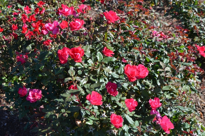 Rose - Rosa 'Knock Out Red' from Hackney Nursery Rose - Rosa 'Knock Out Red' from Hackney Nursery