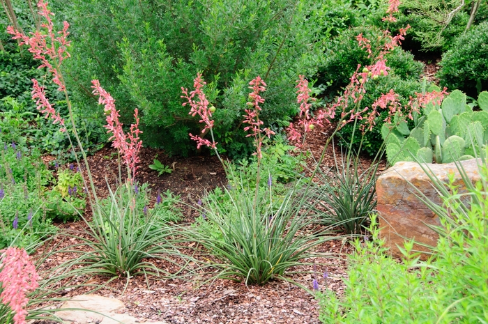 Red Yucca - Hesperaloe parviflora from Hackney Nursery