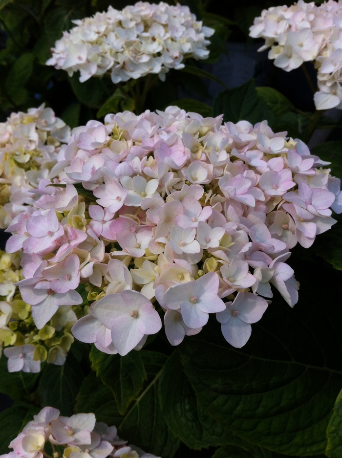 Endless Summer® Blushing Bride Hydrangea - Hydrangea macrophylla 'Blushing Bride' from Hackney Nursery