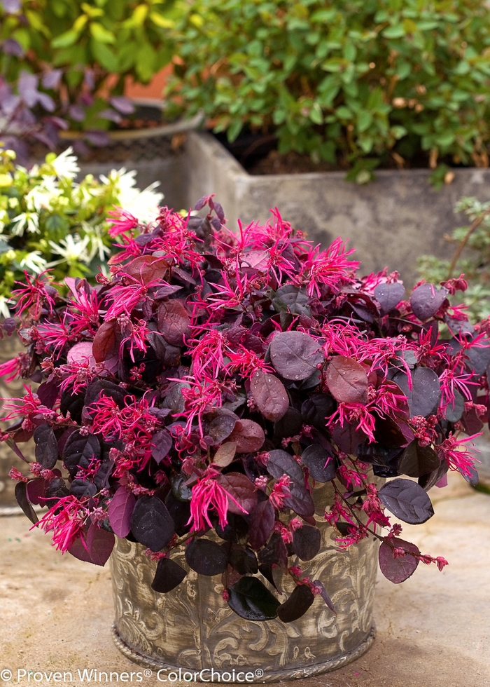 Chinese Fringe-Flower - Loropetalum chinense 'Jazz Hands® Bold' from Hackney Nursery