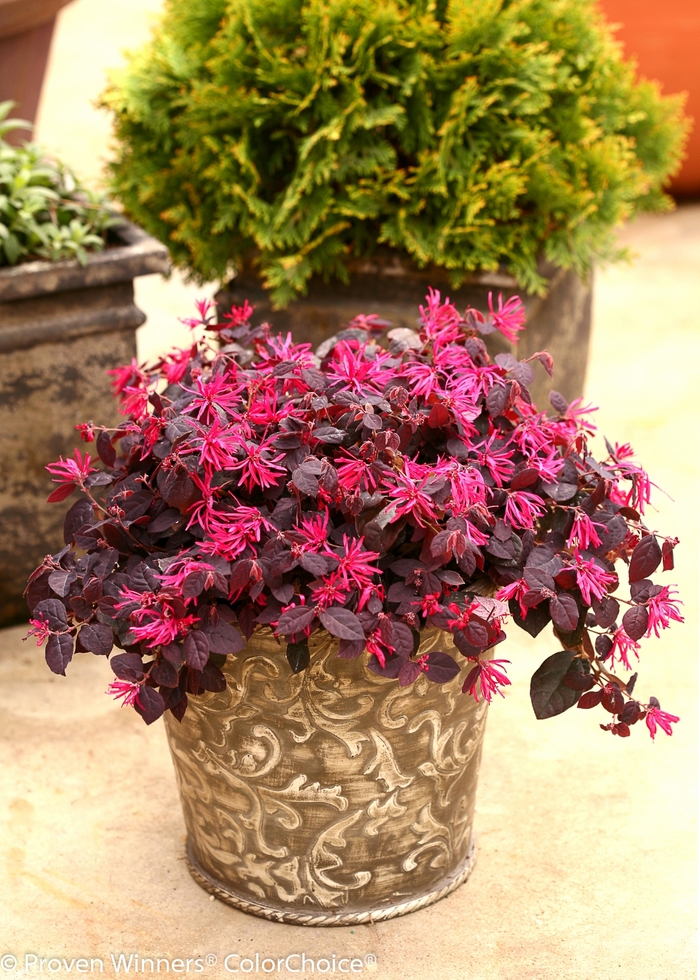 Chinese Fringe-Flower - Loropetalum chinense 'Jazz Hands® Dwarf Pink' from Hackney Nursery