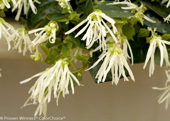 Chinese Fringe-Flower - Loropetalum chinense 'Jazz Hands® Dwarf White' from Hackney Nursery