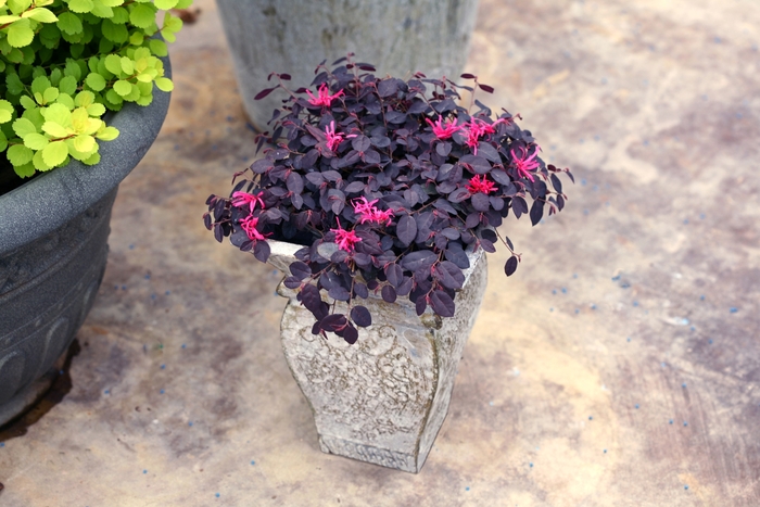 Chinese Fringe-Flower - Loropetalum chinense 'Jazz Hands® Mini' from Hackney Nursery