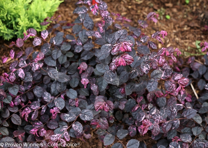 Chinese Fringe-Flower - Loropetalum chinense 'Jazz Hands® Variegated' from Hackney Nursery