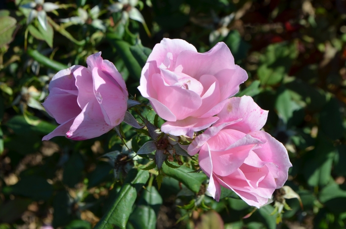 Blushing Knock Out® Rose - Rosa 'RADYOD' from Hackney Nursery