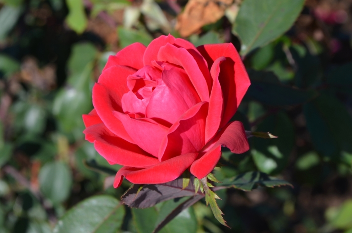 Double Knock Out® Rose - Rosa 'Double Knock Out®' from Hackney Nursery