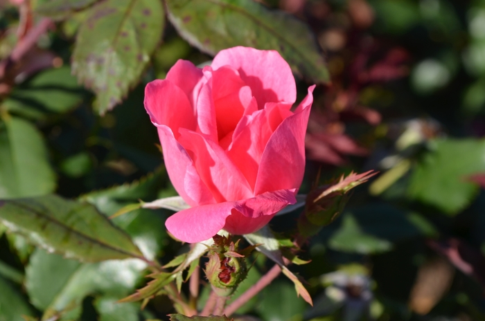 Pink Knock Out® Rose - Rosa 'Radcon' from Hackney Nursery