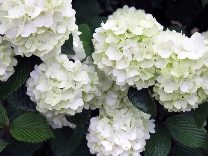 Opening Day™ Doublefile Viburnum - Viburnum plicatum PIIVIB-II from Hackney Nursery