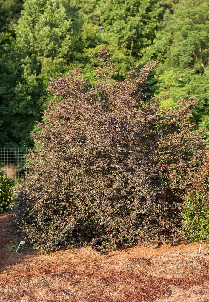 Sparkling Sangria™ Fringe Flower - Loropetalum chinense var.rubrum PIILC-II from Hackney Nursery