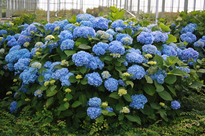 Endless Summer® Hydrangea - Hydrangea macrophylla 'Bailmer' from Hackney Nursery