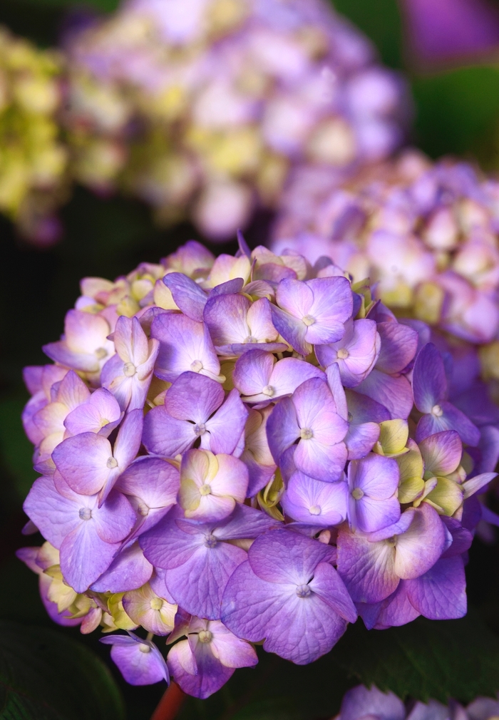 Bigleaf Hydrangea - Hydrangea macrophylla 'BloomStruck®' from Hackney Nursery
