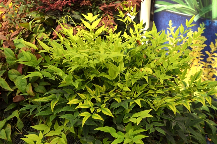 Lemon Lime Heavenly Bamboo - Nandina domestica 'Lemon Lime' from Hackney Nursery