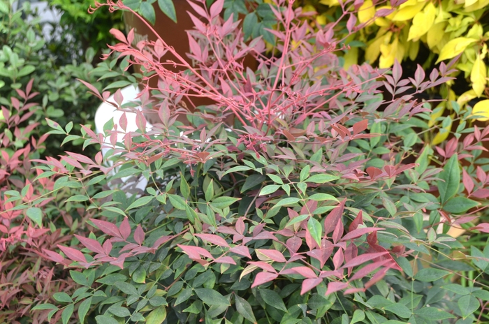 Obsession Nandina - Nandina domestica '‘Seika’' from Hackney Nursery Obsession Nandina - Nandina domestica '‘Seika’' from Hackney Nursery
