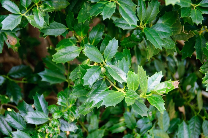Oakland™ Holly - Ilex x Oakland 'Magland' from Hackney Nursery Oakland™ Holly - Ilex x Oakland 'Magland' from Hackney Nursery