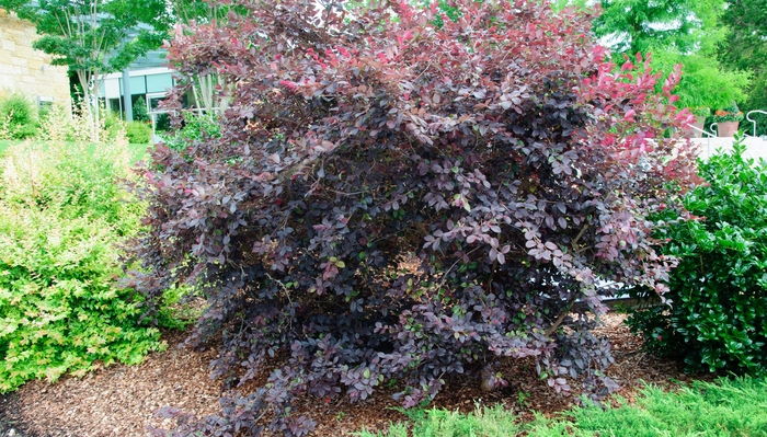 Fringe - Loropetalum chinense 'Ever Red' from Hackney Nursery