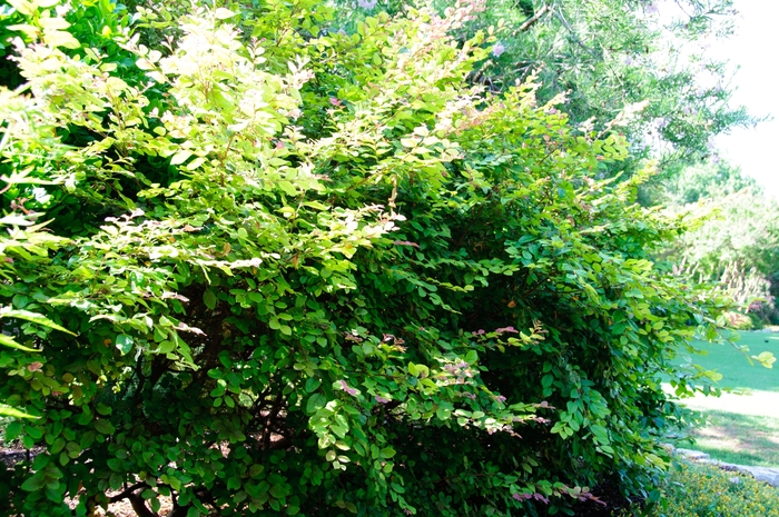 Suzanne Loropetalum - Loropetalum chinense 'Suzanne' from Hackney Nursery