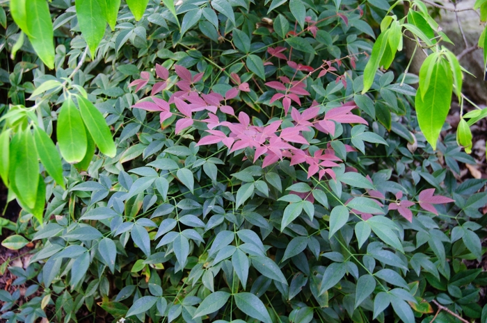 Heavenly Bamboo - Nandina domestica 'Murasaki' from Hackney Nursery