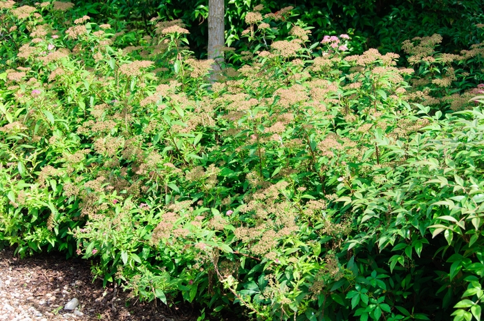 Shirobana Spirea - Spiraea japonica 'Shirobana' from Hackney Nursery