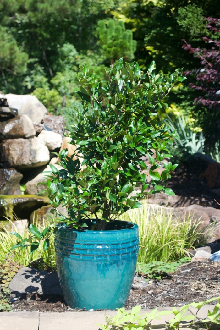 Recurve Ligustrum - Ligustrum japonicus 'Recurvifolium' from Hackney Nursery