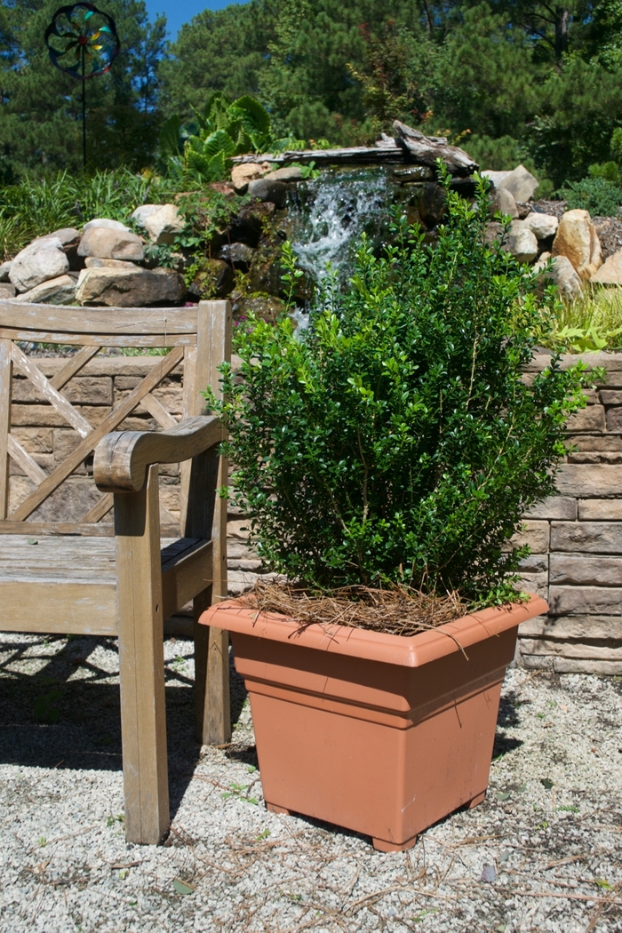 Boxwood - Buxus microphylla var japonica 'Baby Gem' from Hackney Nursery