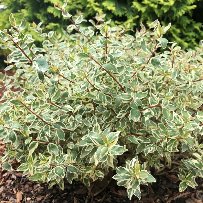 Radiance Abelia - Abelia x grandiflora 'Radiance' from Hackney Nursery