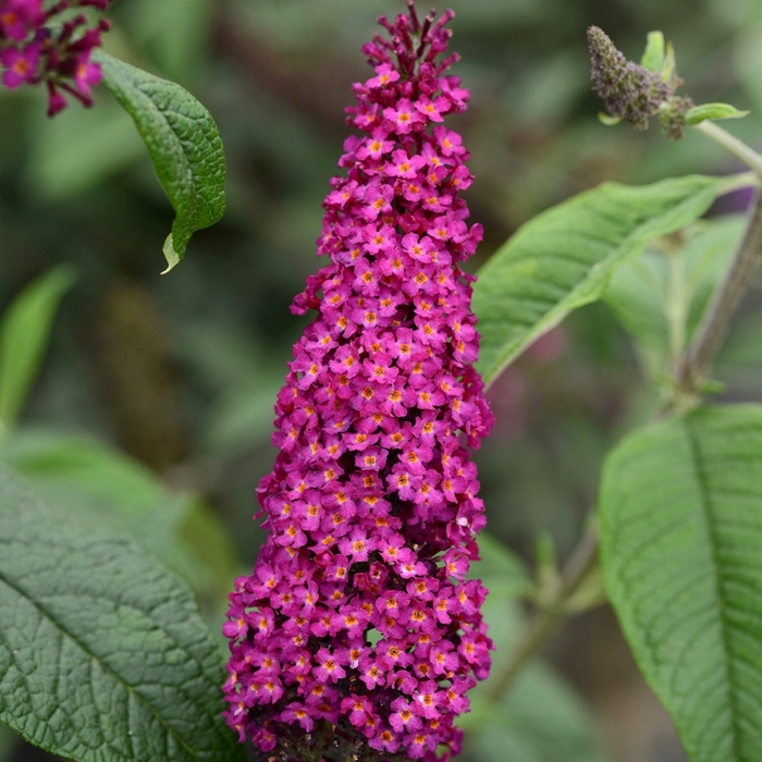 Butterfly Bush - Buddleia 'CranRazz' from Hackney Nursery