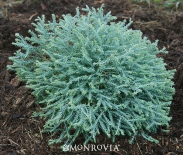 Pancake Thuja - Thuja occidentalis 'Pancake' from Hackney Nursery