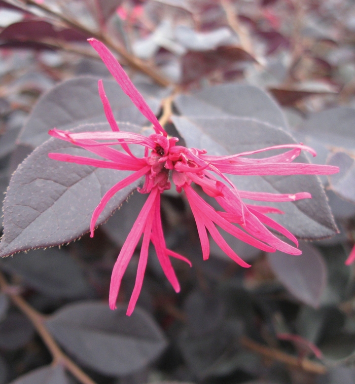 Garnet Fire Loropetalum - Loropetalum chinense 'Garnet Fire' from Hackney Nursery