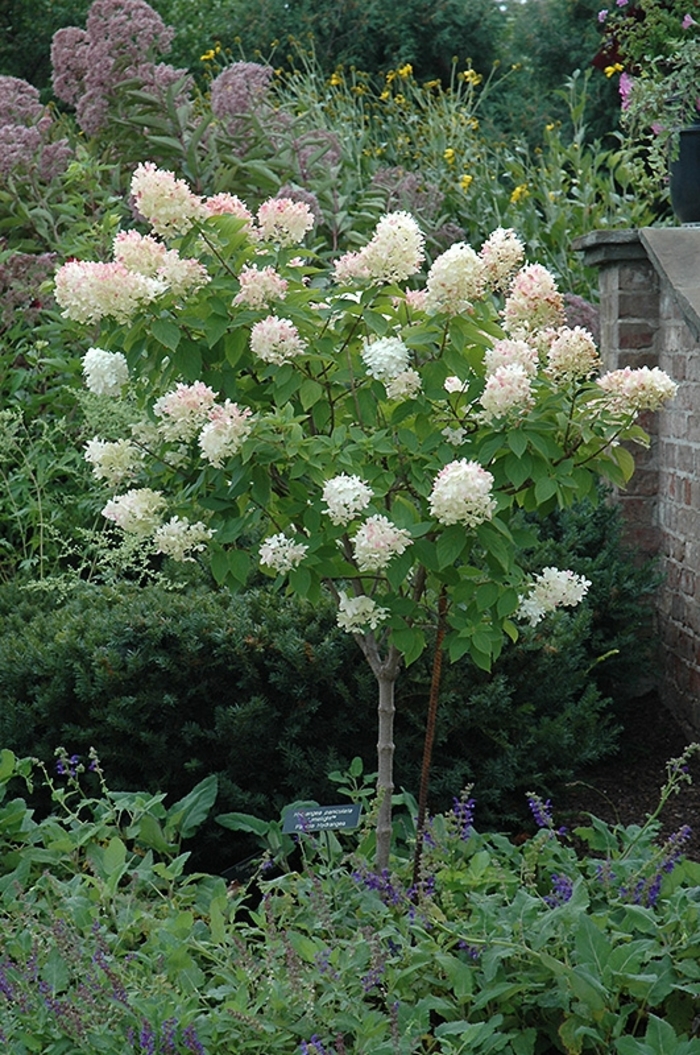 Limelight Hydrangea - Hydrangea paniculata 'Limelight' from Hackney Nursery