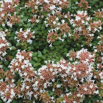 Abelia x grandiflora 'Rose Creek' - Rose Creek Glossy Abelia