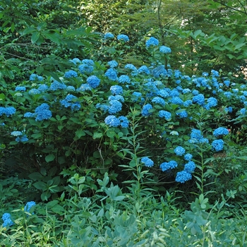 Hydrangea macrophylla 'Dooley' - Dooley Hydrangea