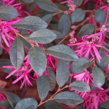 Loropetalum chinense 'var. rubrum' - Chinese Loropetalum