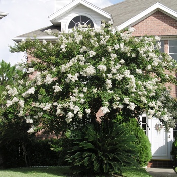 Lagerstroemia 'Natchez' - Crape Myrtle