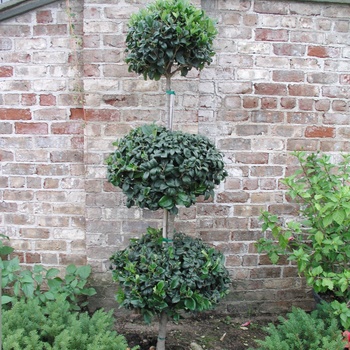 Ligustrum japonicum 'Texanum - Topiary' - 3 Tier Topiary Waxleaf Ligustrum