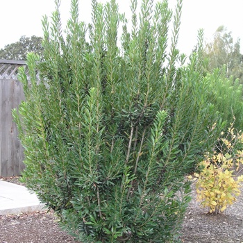 Myrica californica - Pacific Wax Myrtle