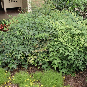 Nandina domestica 'Harbour Dwarf' - Nandina