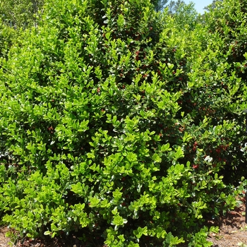 Ilex cornuta 'Burfordii Nana' - Dwarf Burford Holly