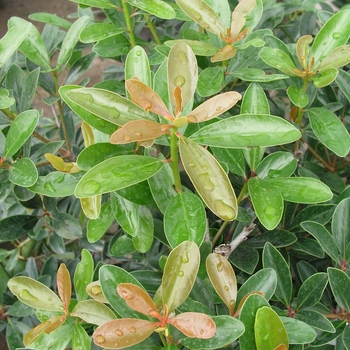 Ternstroemia gymnathera 'Copper Crown' - Cleyera