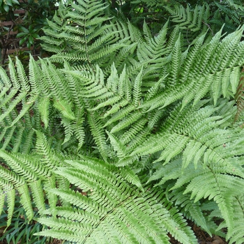 Dryopteris erythrosora - Autumn Fern