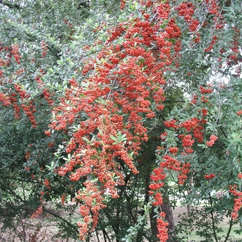 Pyracantha coccinea 'Lalandei' - Pyracantha