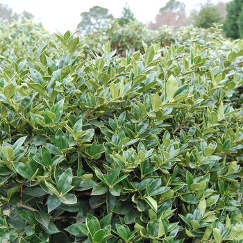 Ilex cornuta ''Carissa'' - Carissa Holly