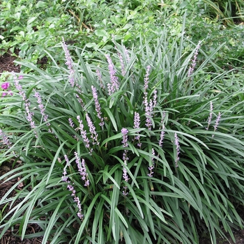 Liriope muscari 'Big Blue' - Big Blue Liriope