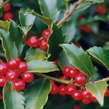 Ilex x Nellie R. Stevens - Holly Nellie R. Stevens