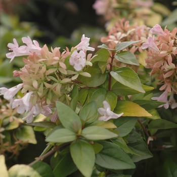 Abelia x 'Canyon Creek' - Canyon Creek Glossy Abelia