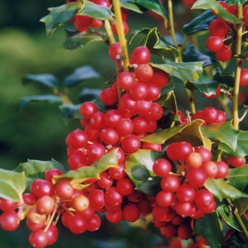 Ilex x meserveae 'Mesog' - China Girl® Holly