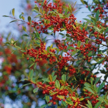 Ilex attenuata 'Fosteri' - Foster Holly