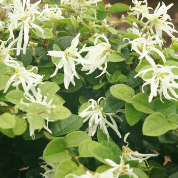 Loropetalum chinensis 'Emerald Snow' - Loropetalum