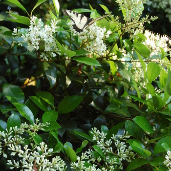 Ligustrum japonicum - Waxleaf Ligustrum