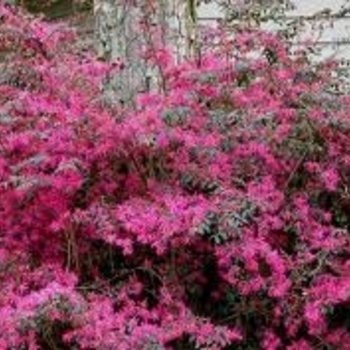 Loropetalum chinensis var. rubrum 'Daruma' - Chinese Fringeflower