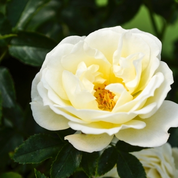 Rosa 'Novarospop' - Popcorn Drift®